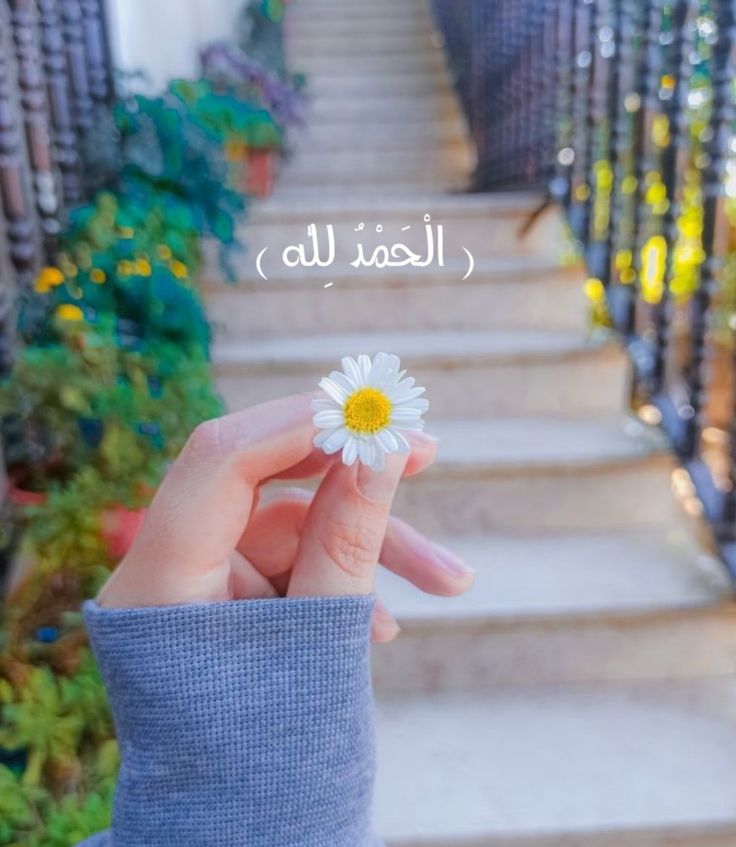 عاشقة الزمرد tweet media