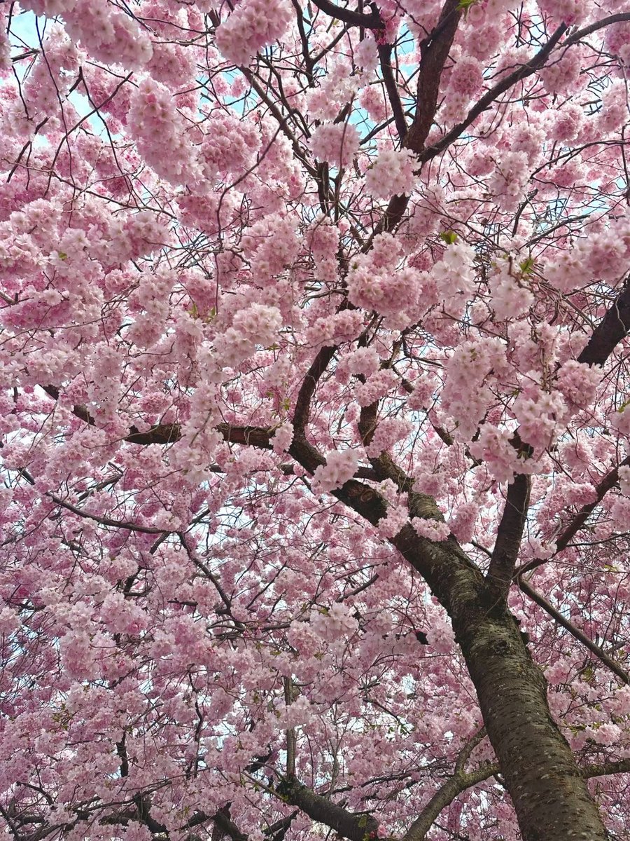 angelcake 🌸 tweet media