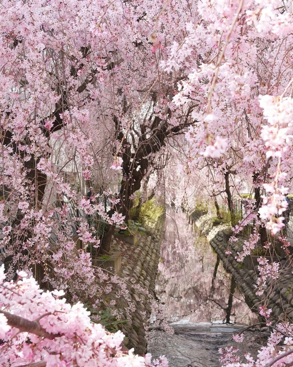 angelcake 🌸 tweet media