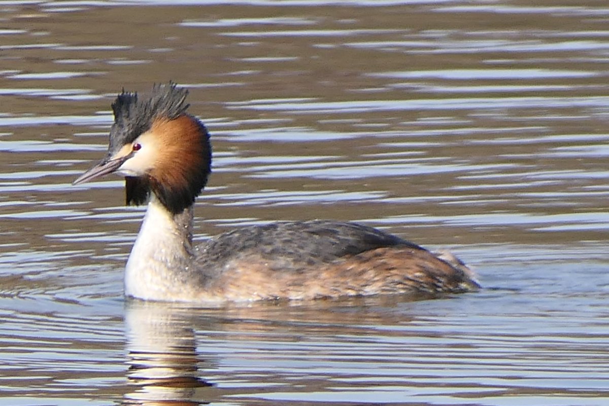 𝓡𝓮𝓿𝓭 𝓓𝓪𝓿𝓲𝓭 𝓐𝓽𝓴𝓲𝓷𝓼𝓸𝓷 tweet media