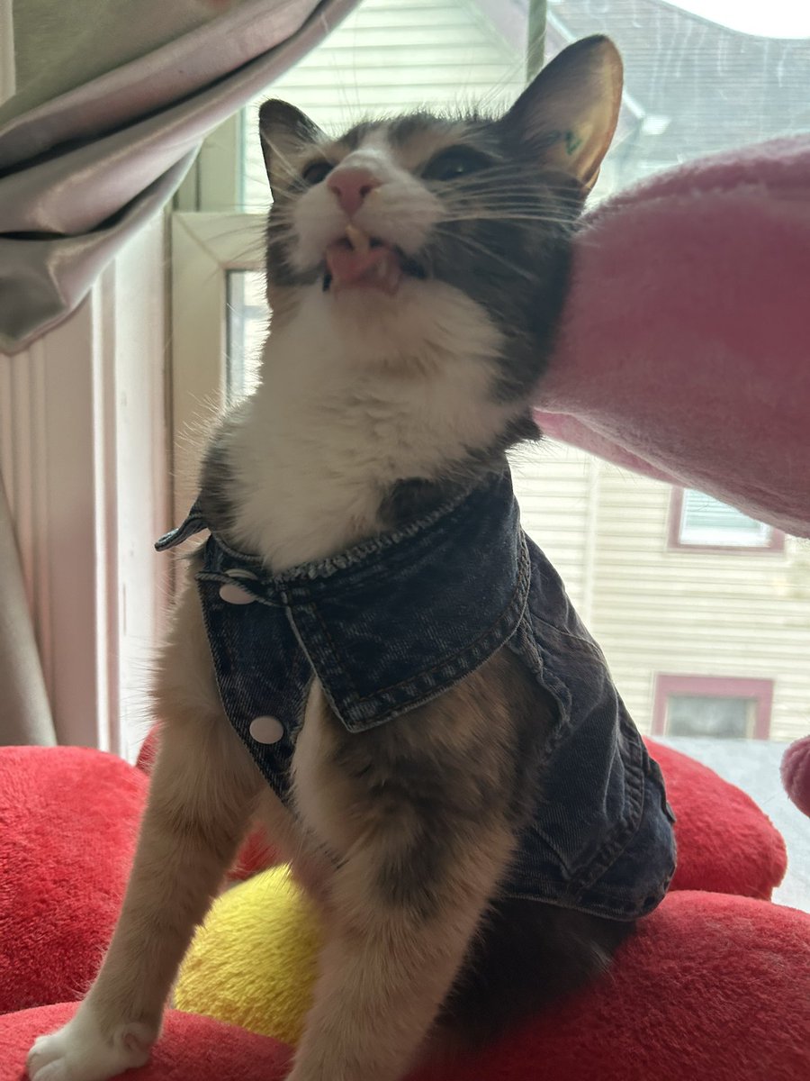 monkey & zoe ❤️ oreo 🌈 tweet media