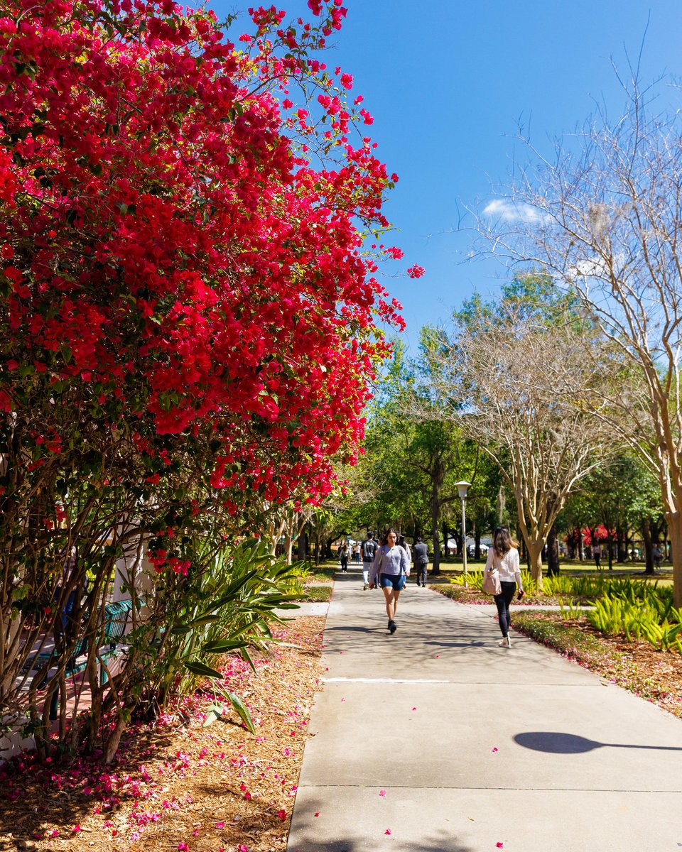 University of South Florida tweet media