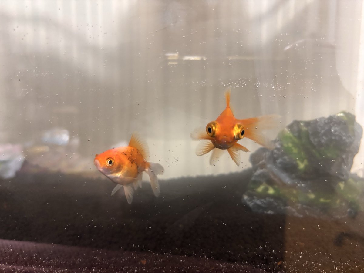 家族に金魚が増えました✨
4歳の息子が選んで２匹を迎え入れました。
息子が名前を付けたんですけど…

１匹目(右)…ポチ
２匹目(左)…水槽

え〜っと否定はなるべくしたく無いけど、寝て起きたら気が変わってくれないかなぁと思いながら、今水槽を眺めて癒されています。
