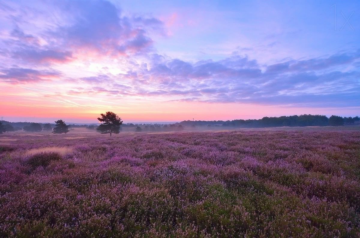 Ansia Totale tweet media