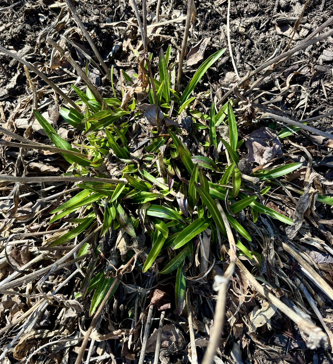 Selecta Jerry tweet media