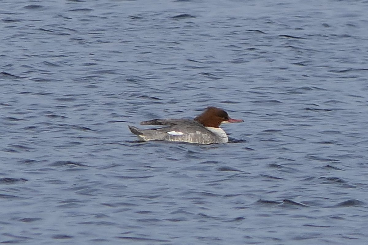 𝓡𝓮𝓿𝓭 𝓓𝓪𝓿𝓲𝓭 𝓐𝓽𝓴𝓲𝓷𝓼𝓸𝓷 tweet media