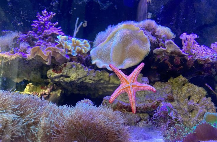 blossom. tweet media