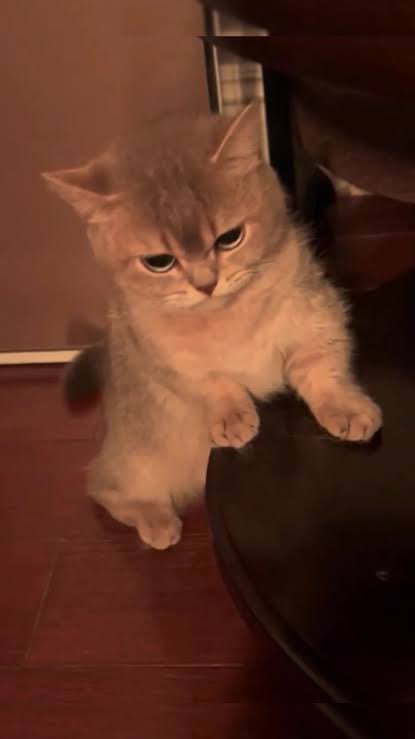 chico 🪐 tweet media