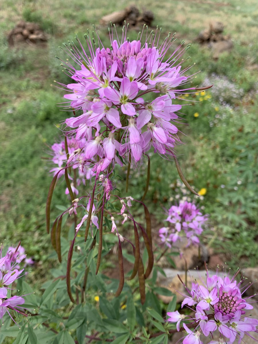 🇺🇸 PAZ Phillips tweet media