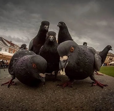 World's Amazing Things tweet media