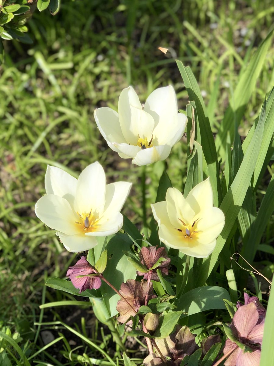 ꕤ 𝓚𝓪𝓷𝓼𝓪𝓼 𓂃 𓈒ꕤ tweet media