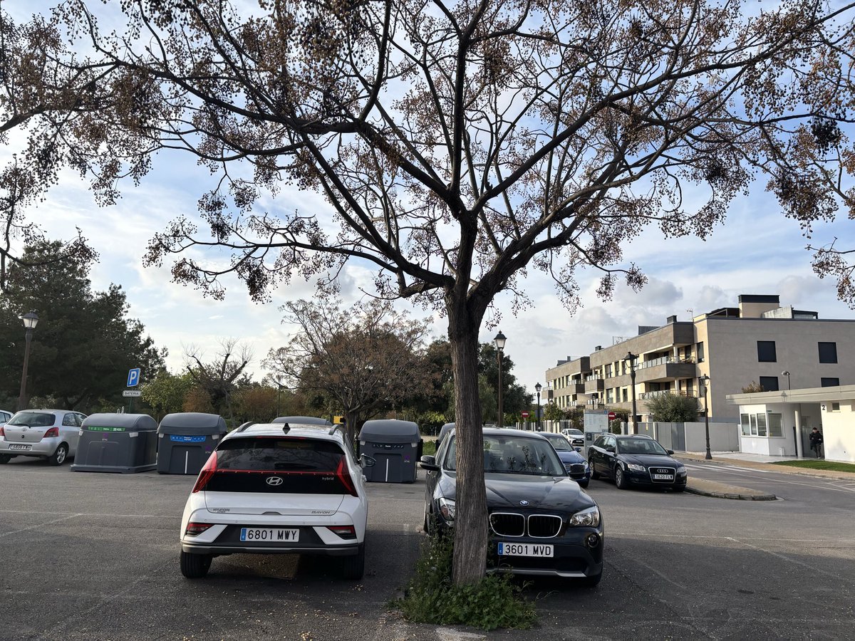 Jacobo Llorens_Arbolista_Treerider tweet media