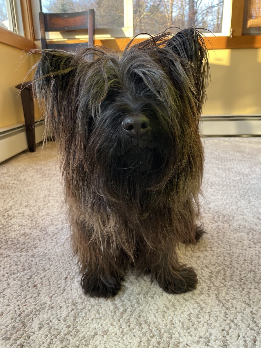 Welly the unstoppable bean machine tweet media