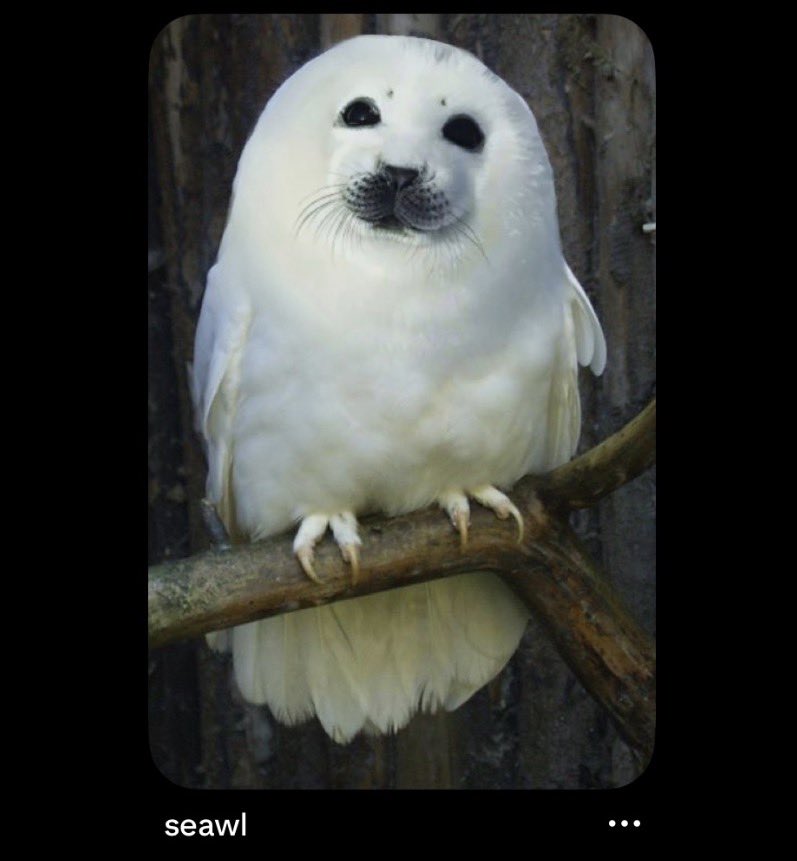 jelli 🦭 tweet media