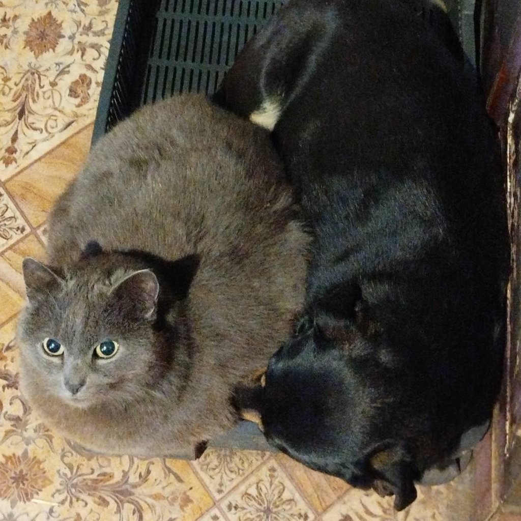 Кот Шурик из Беловежской пущи и его большая семья tweet media