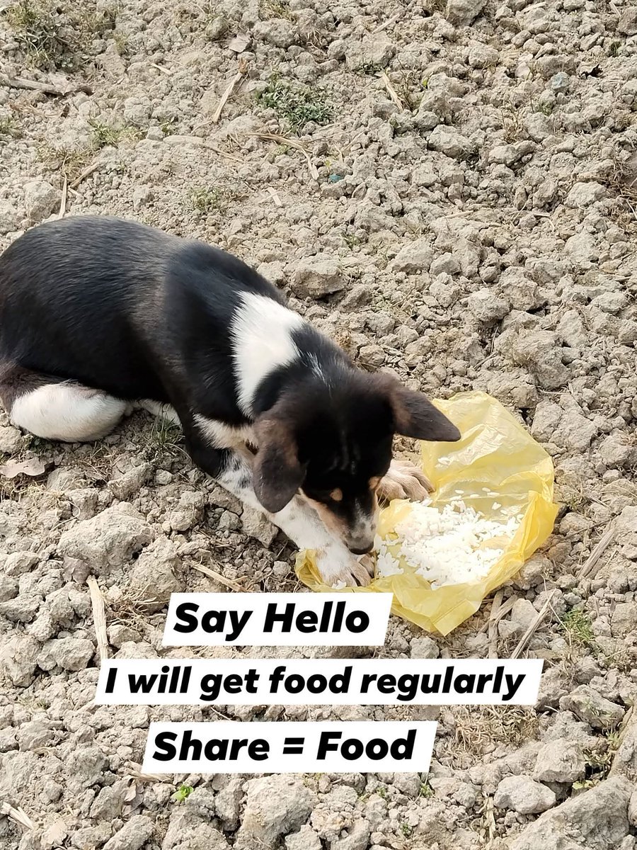 SarahKhan463's tweet image. Say Hello, I will get Food today
don't forget Follow like comment share = More Food

 #viralpost #dog #doglife #doglove #dogsofinstagram #petlover #puppylove #pets