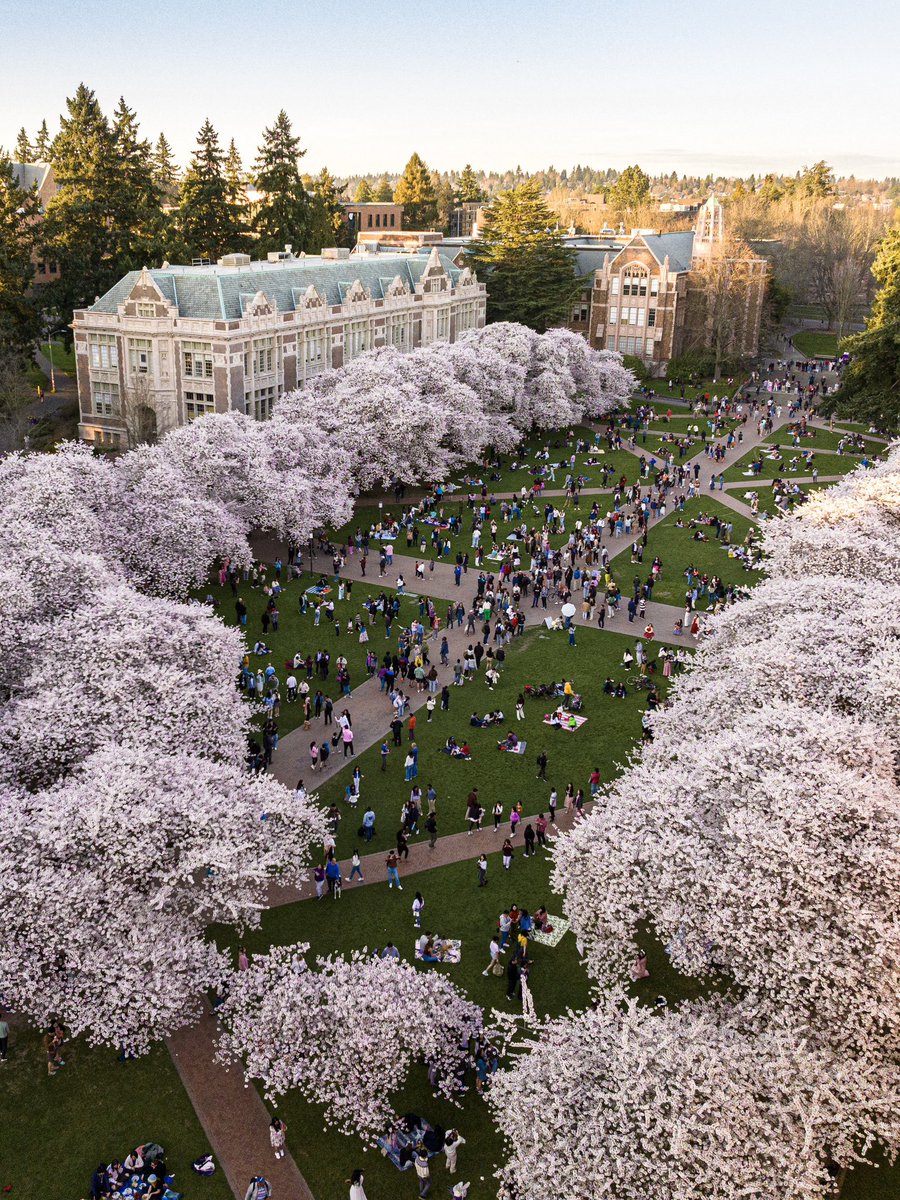 UW Cherry Blossoms tweet media