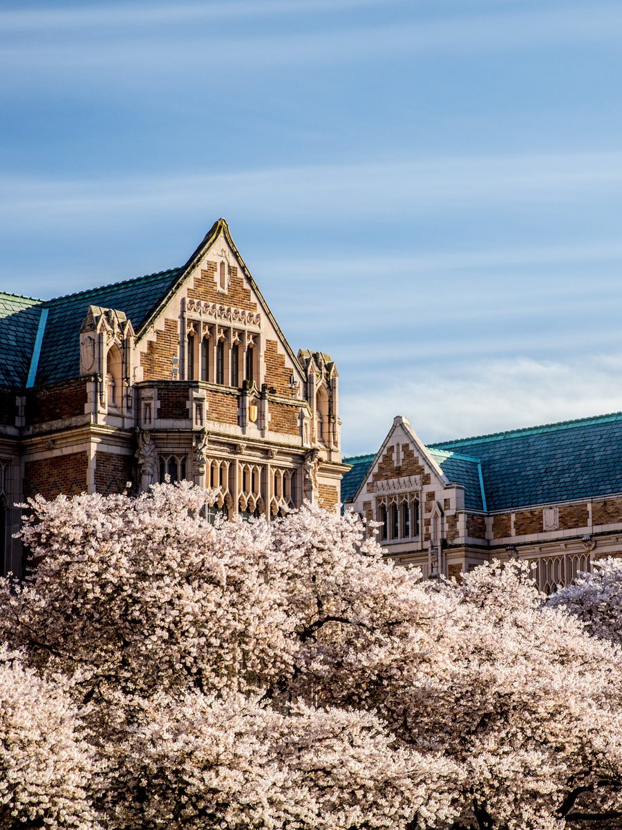 UW Cherry Blossoms tweet media
