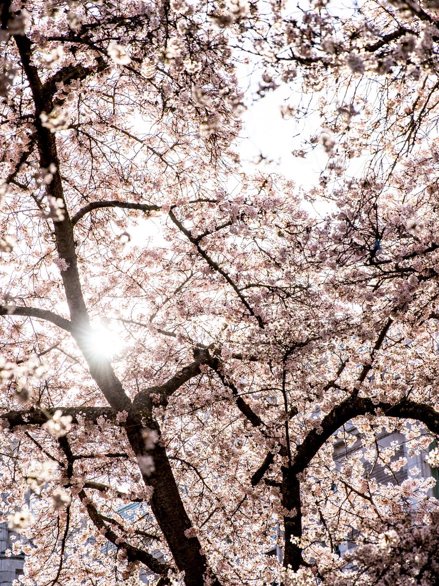 UW Cherry Blossoms tweet media