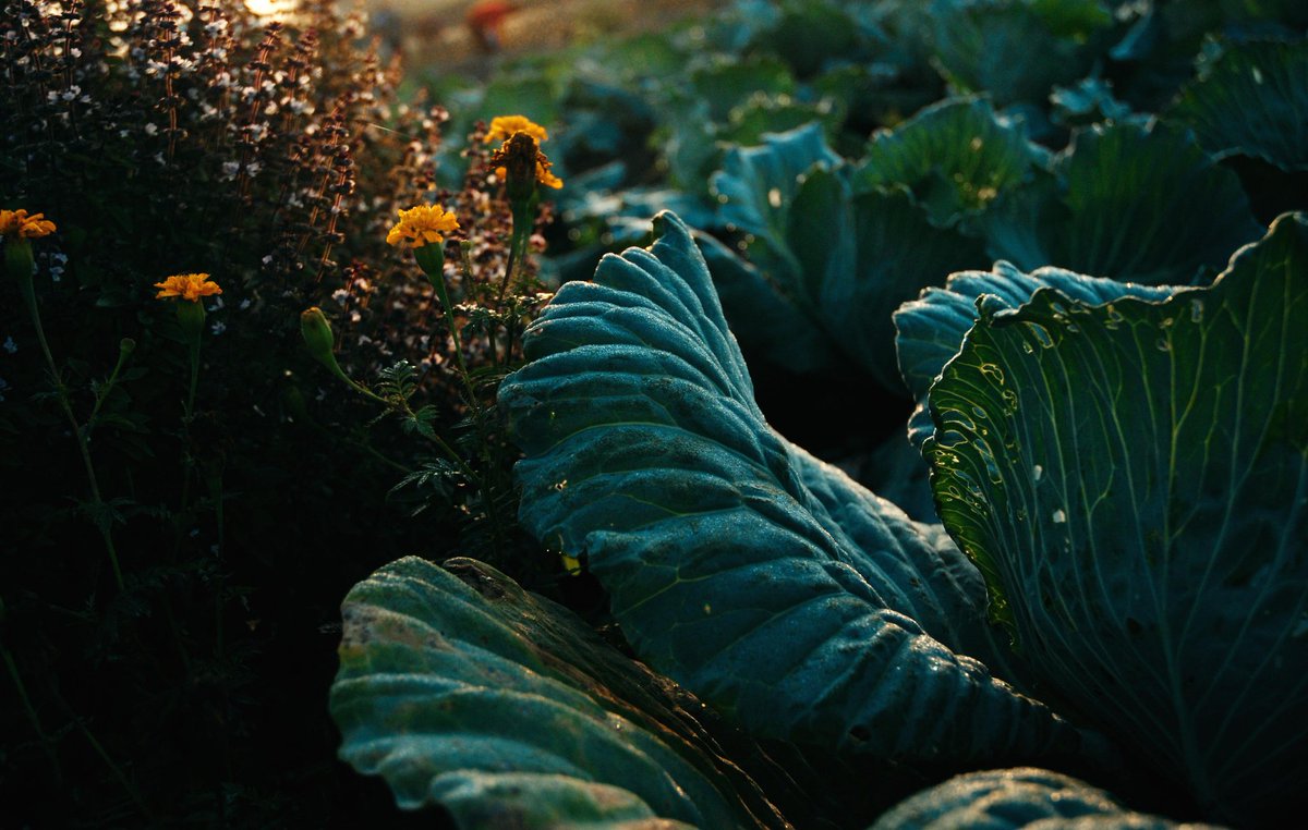 Yordanka Almaguer tweet media