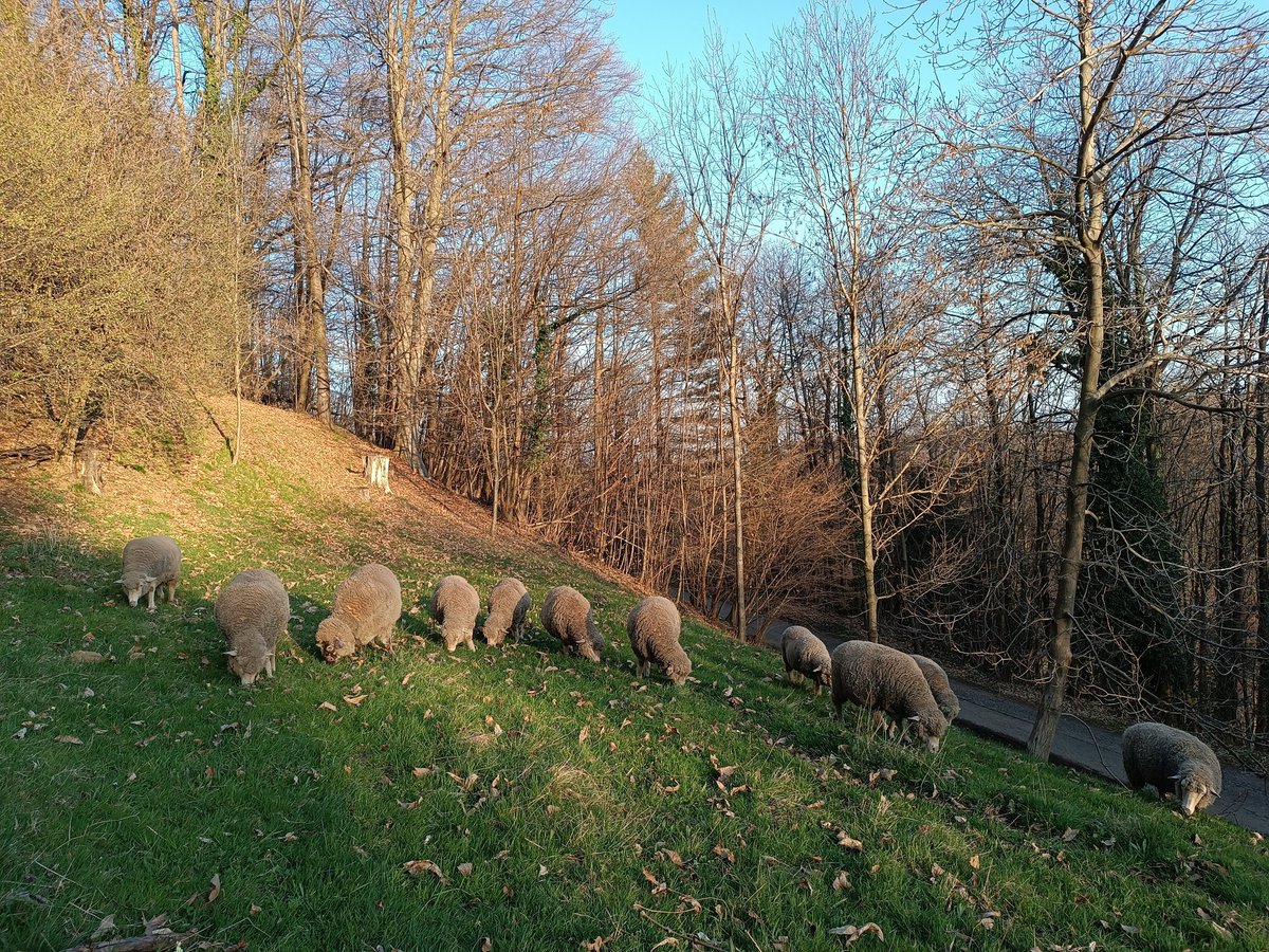 Olga Pecorelle tweet media