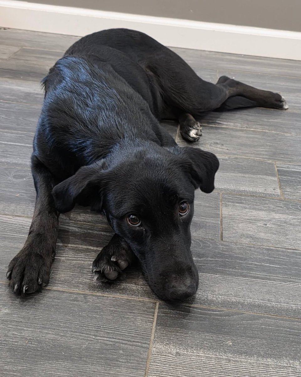 WeRateDogs tweet media