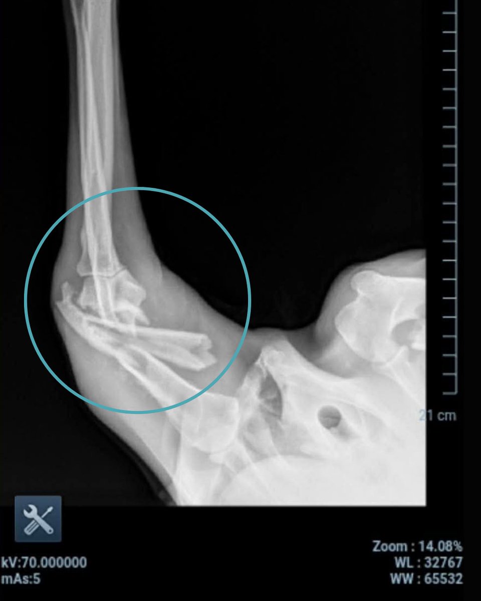 WeRateDogs tweet media