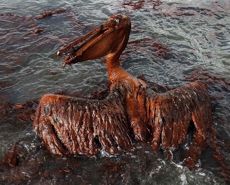 Joe F Spaulding 🦉 tweet media