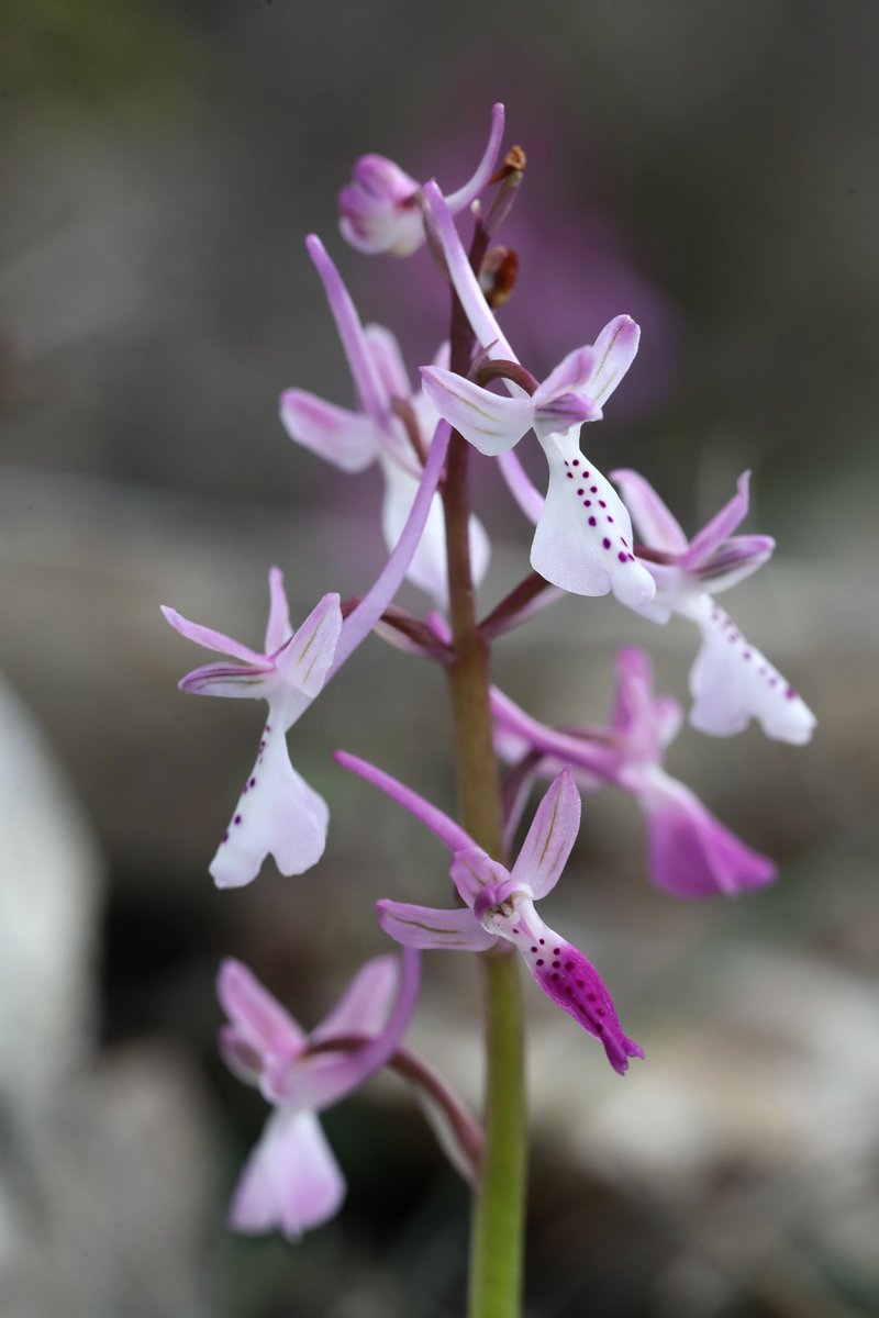Mariposa Nature Tours tweet media