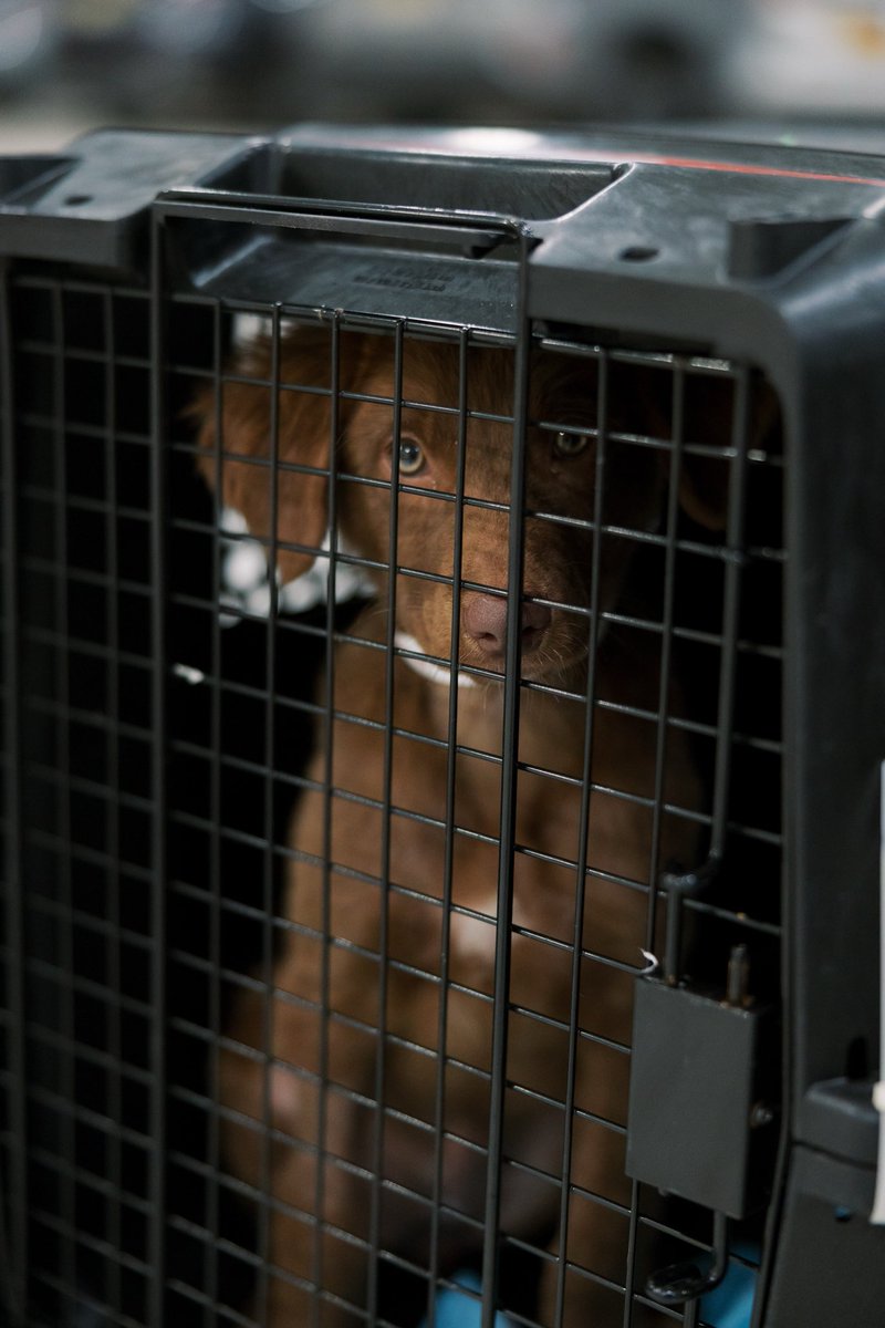 TheSatoProject tweet media