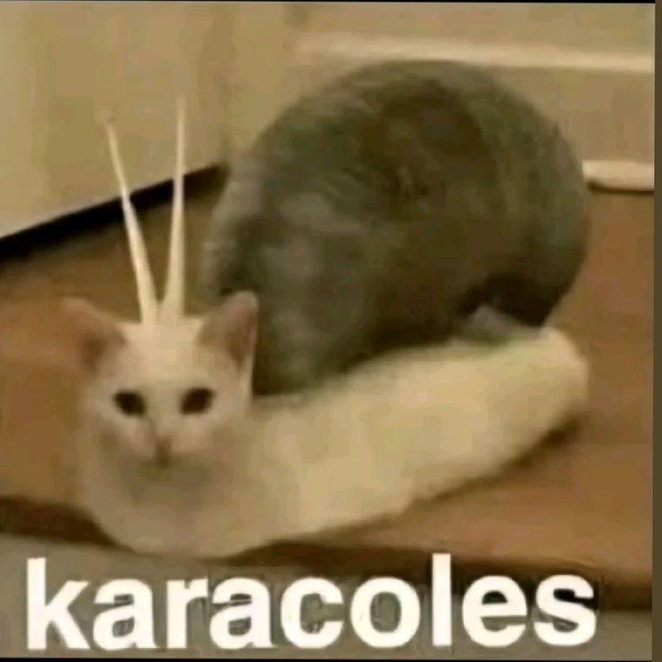 Cyberpuerta tweet media