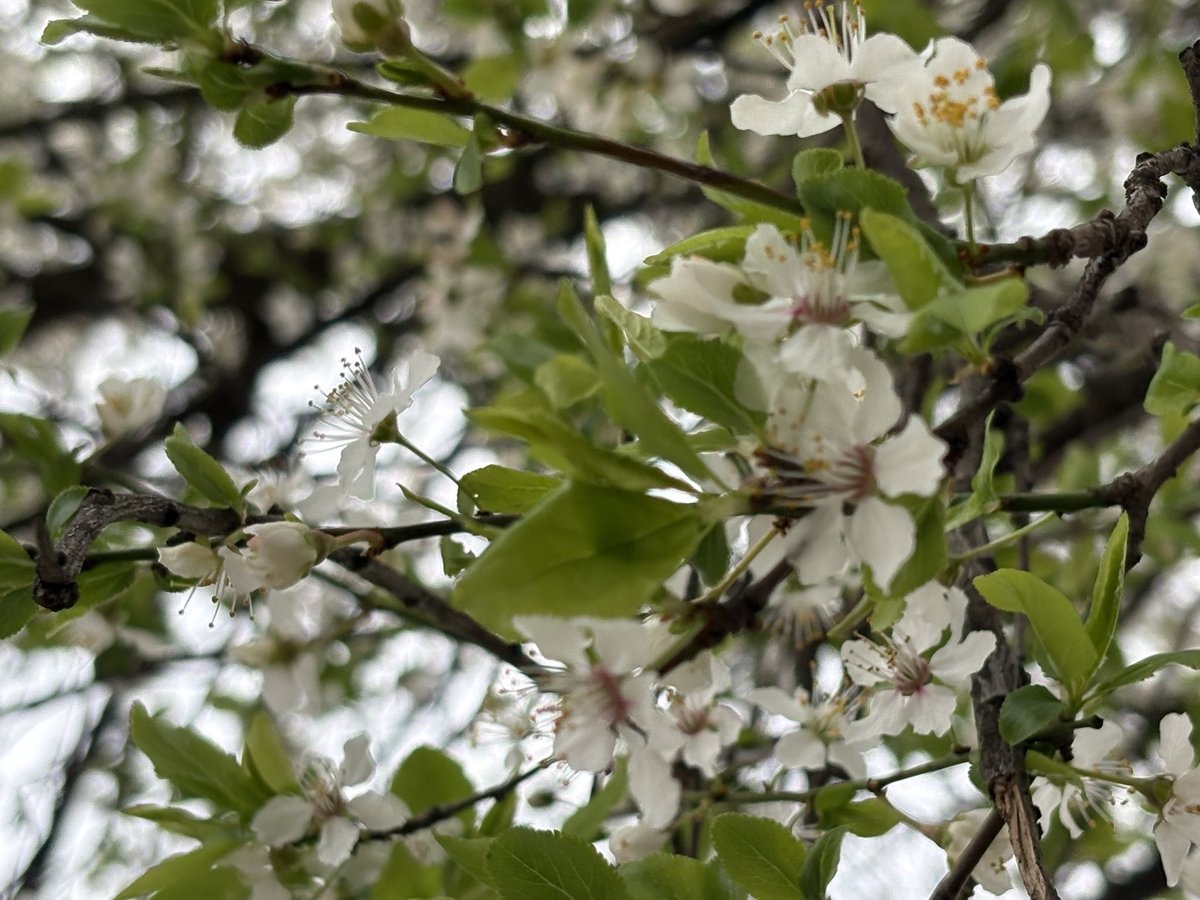 slajamiletic's tweet photo. Bienvenida la Primavera! ☀️🌸Vamos ! 🍒#primavera https://t.co/NdQb8XD8PW