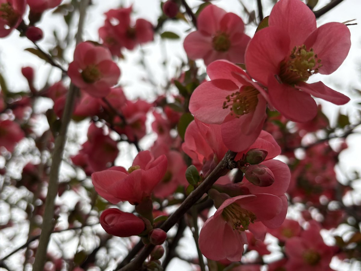 slajamiletic's tweet photo. Bienvenida la Primavera! ☀️🌸Vamos ! 🍒#primavera https://t.co/NdQb8XD8PW