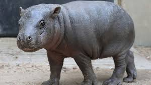 The Real Al Phillips USActivist tweet media