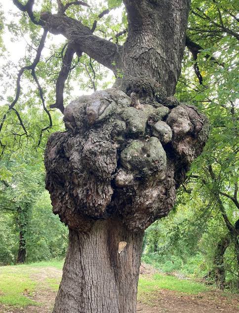 Lexie Mt. 𓅃🎃🦞🍉🍝 tweet media