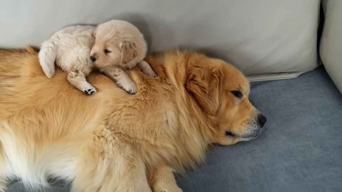 Don Bean tweet media