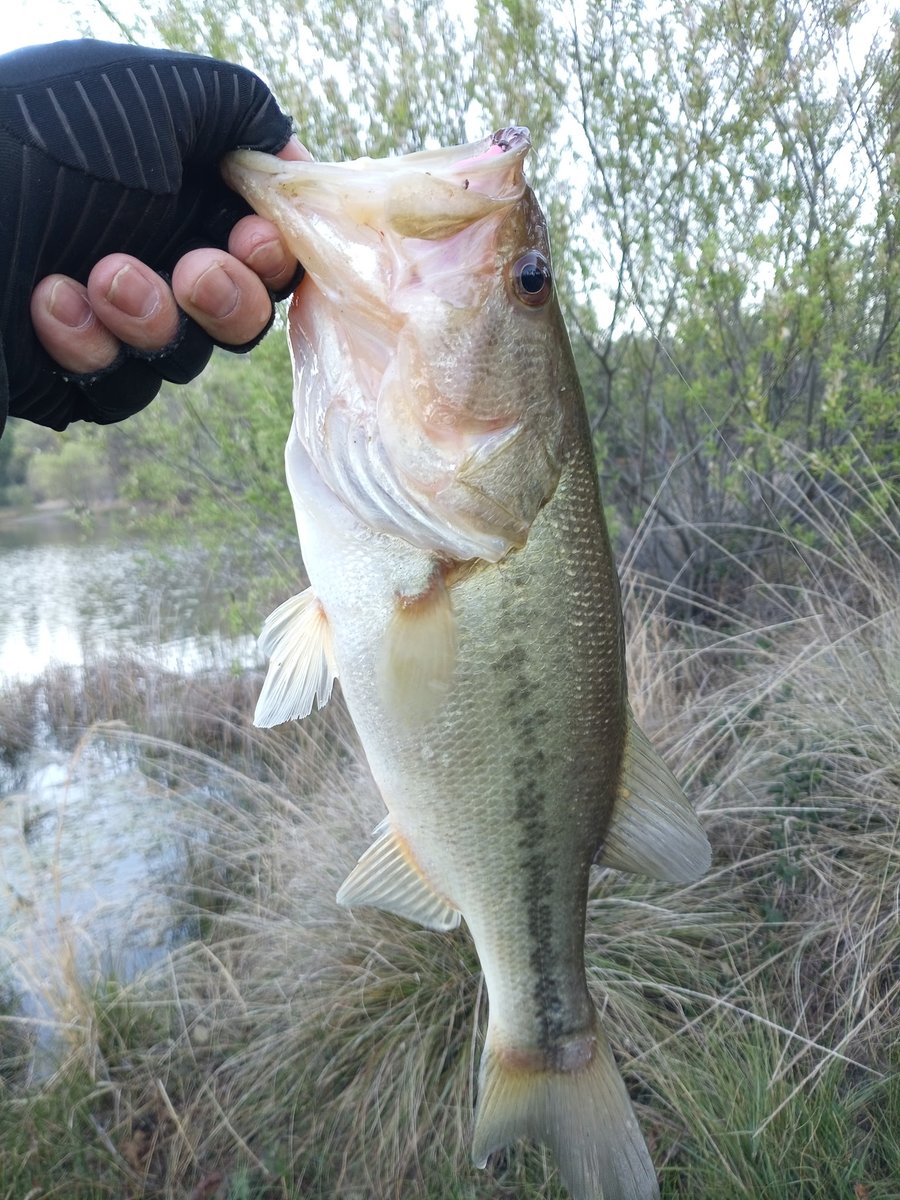 A Dogs Life tweet media