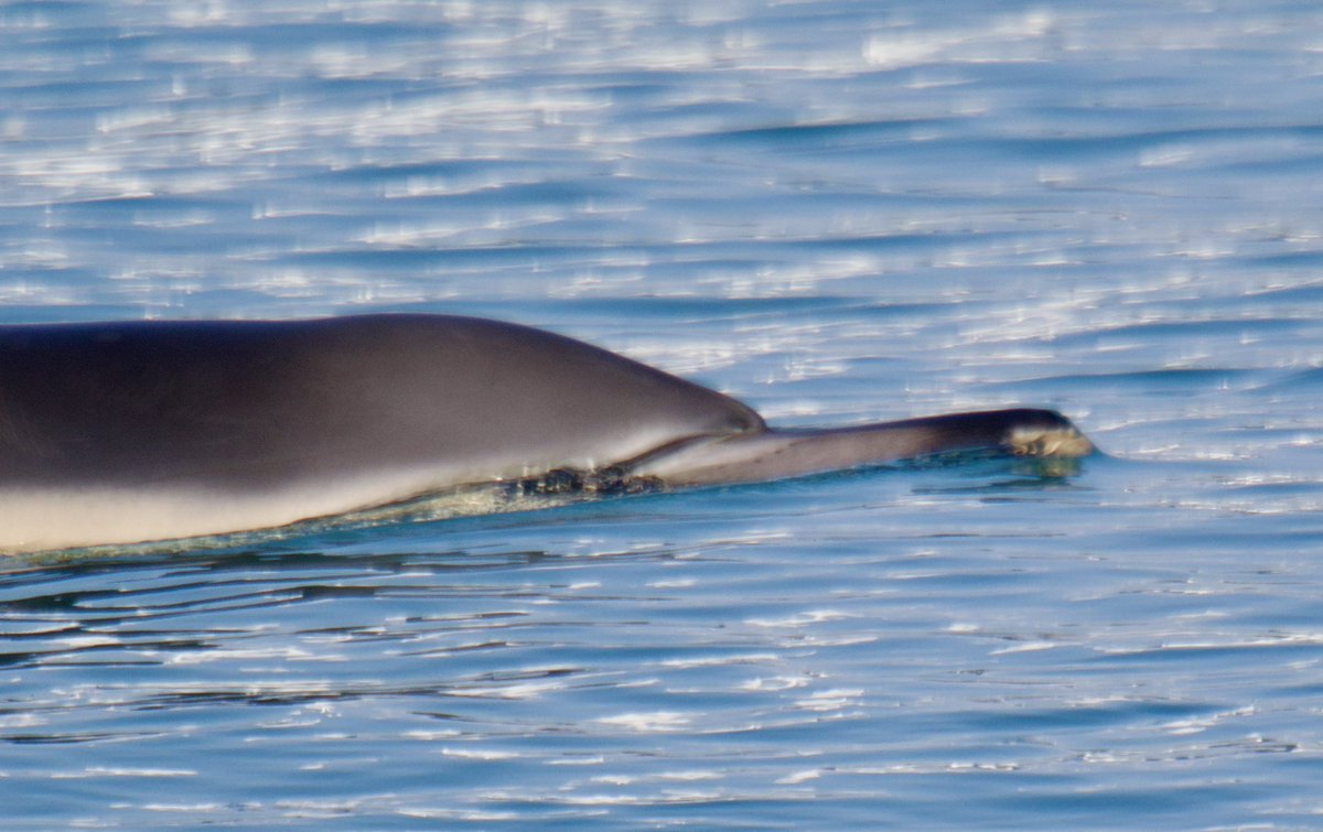 Tim Ridgeway tweet media