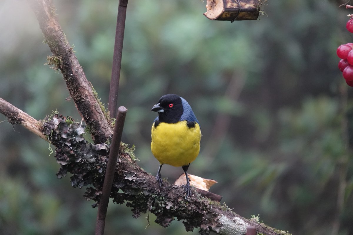 Robin Holabird tweet media