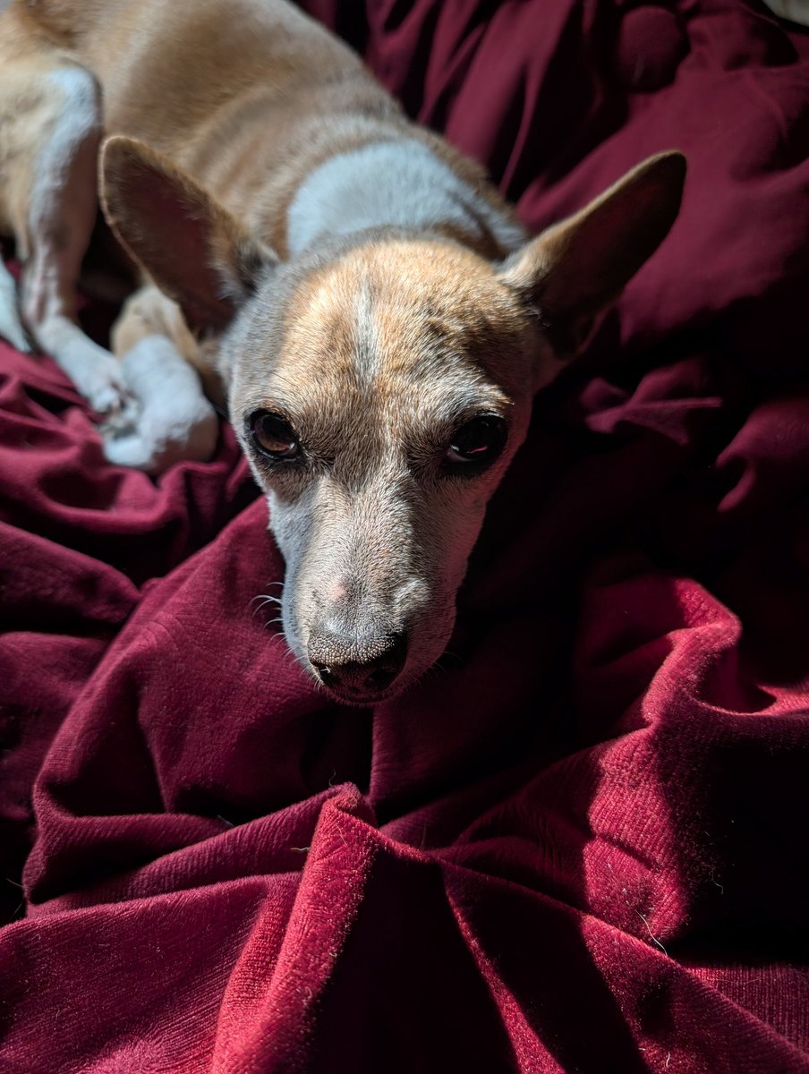 Horror Retrospective tweet media