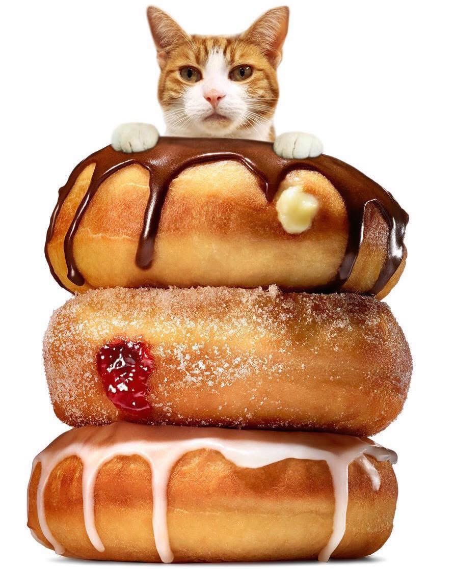 George The Stourbridge Junction Station Cat tweet media