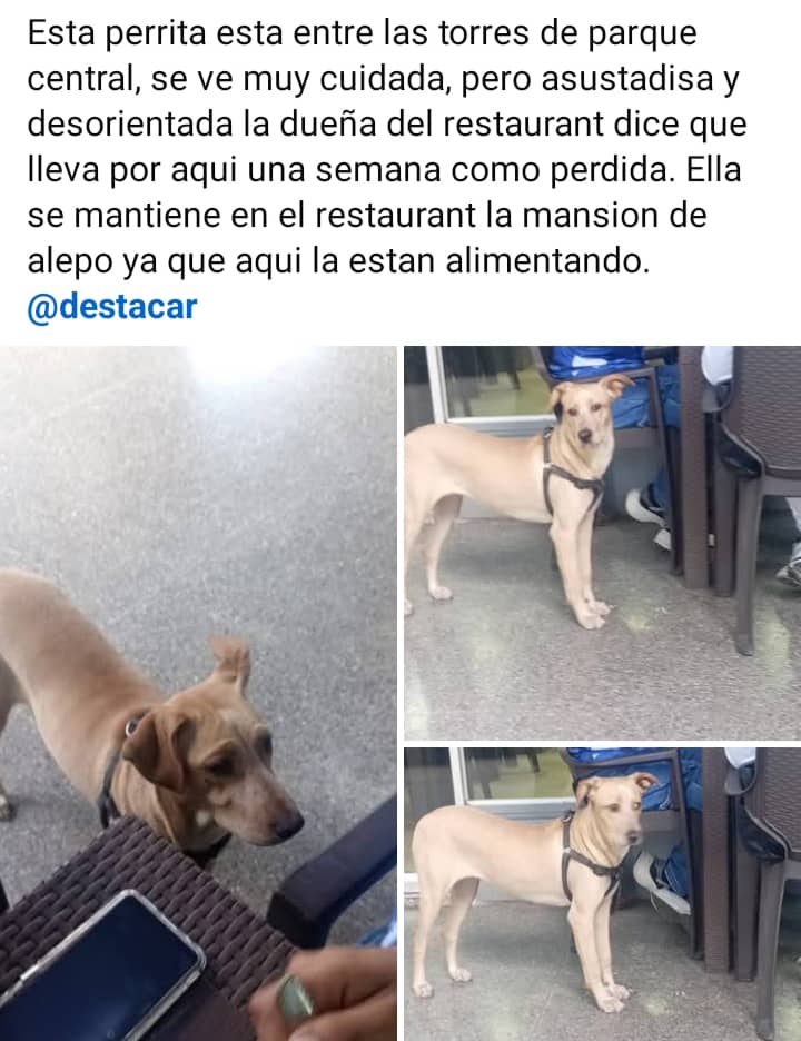 #Caracas
#ParqueCentral
Favor difundir🚨🚨🚨🚨🚨🚨
Puede ser que esté perdida y su  dueñ@ la esté buscando.
Muchas gracias🇻🇪🤍🤍🤍🐶