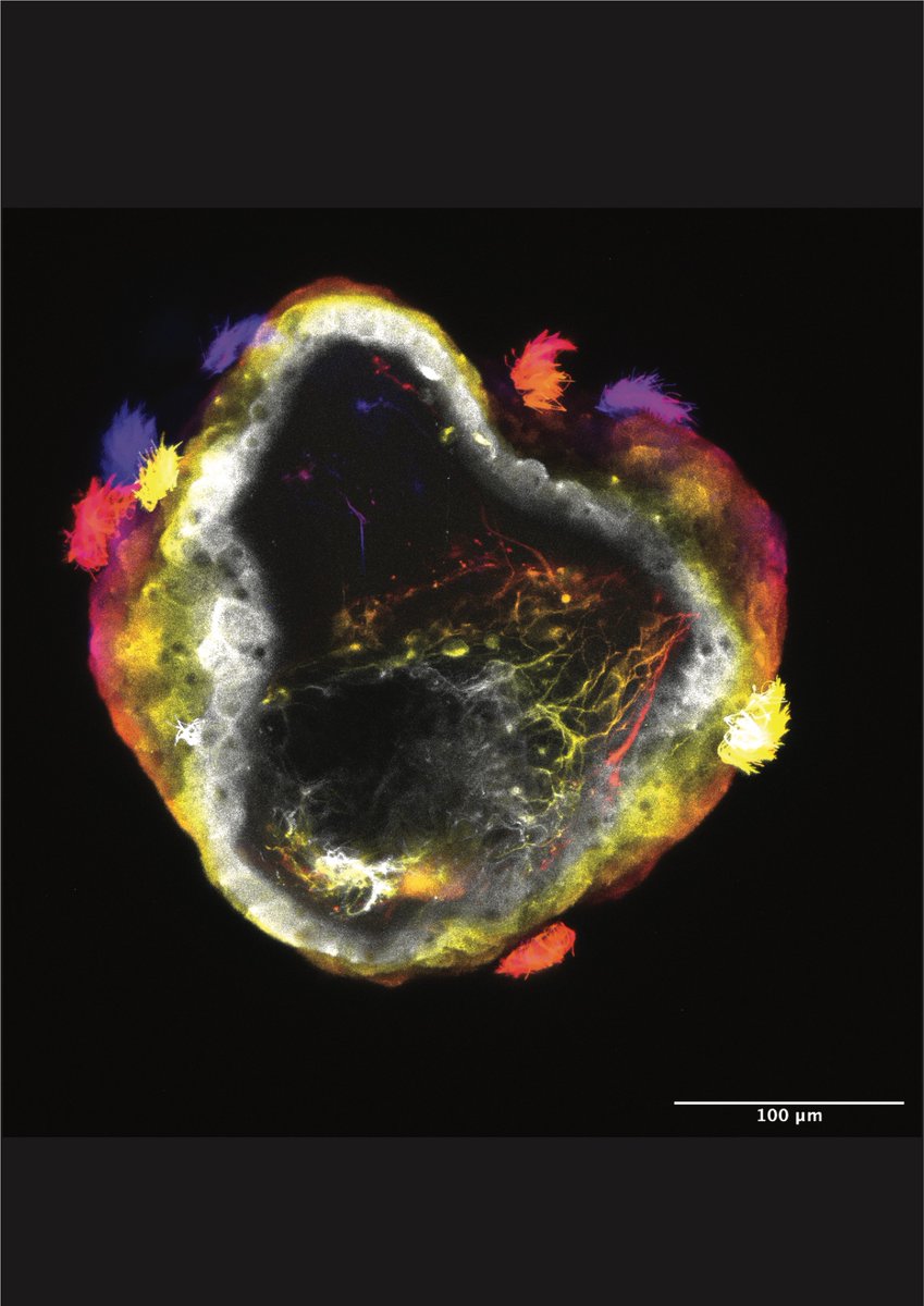 Michael Levin tweet media