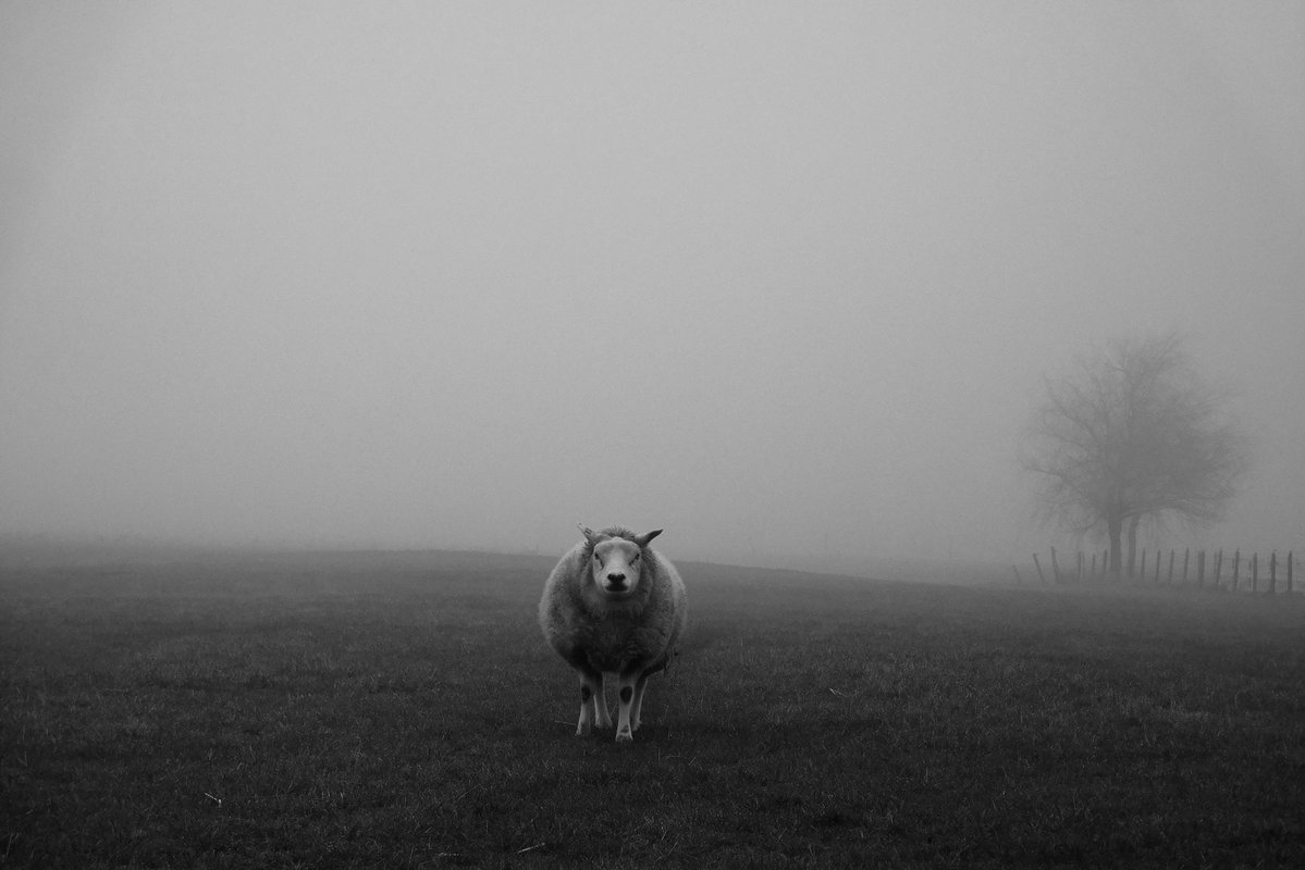 An◎nyra tweet media