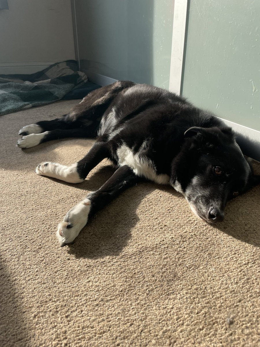 What Pippa Did Next tweet media