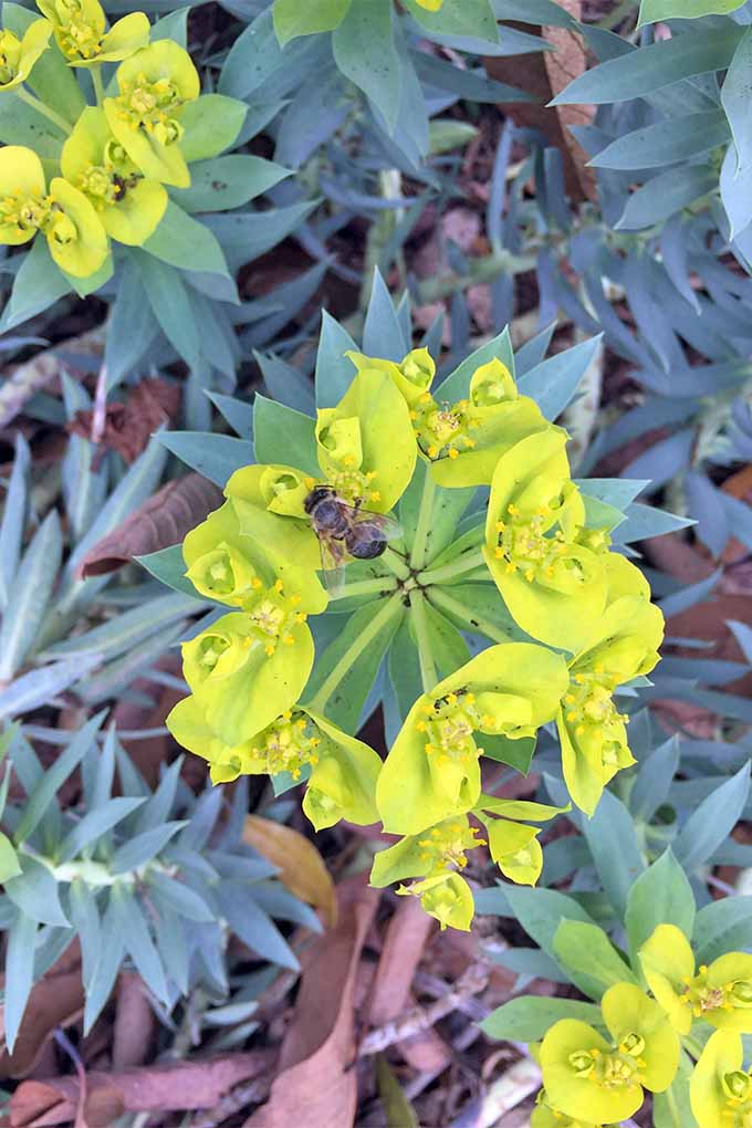 Gardeners_Path_'s tweet image. If you're in USDA Hardiness Zone 7-10, attract pollinators and repel rodents with gopher plant (Euphorbia rigida). Get started with these growing tips: gardenerspath.com/plants/perenni… #gardenpests #pollinators