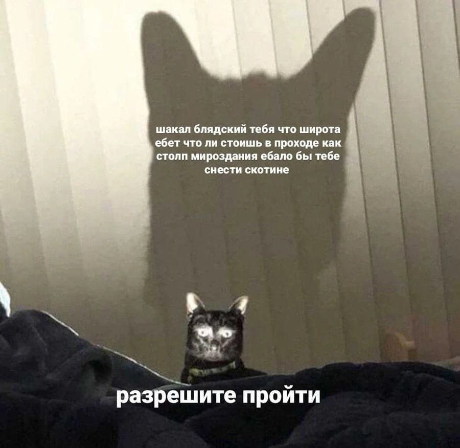 cats, i love cats tweet media
