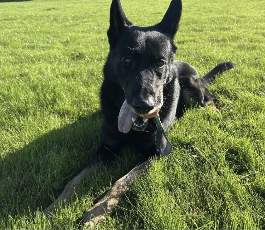 Police Mutual tweet media