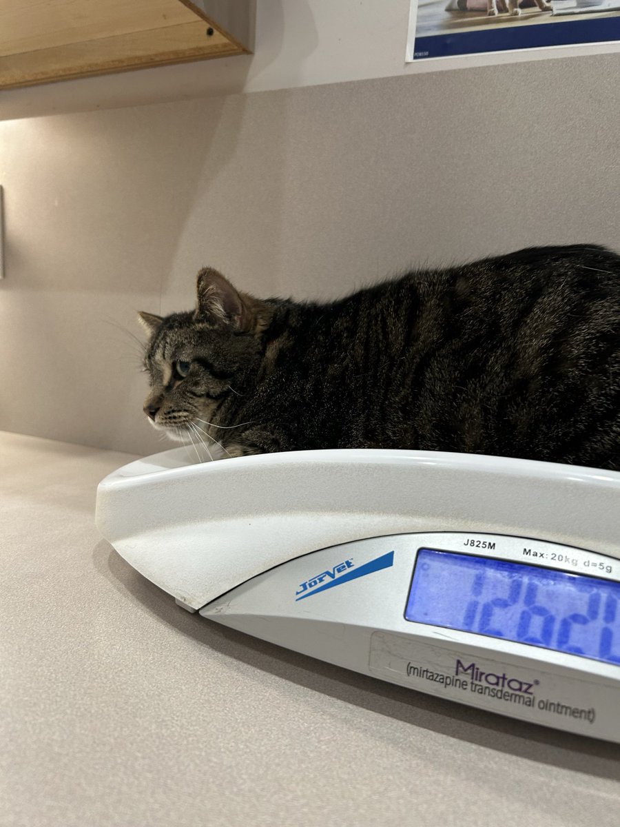 Rebecca 🪷 tweet media