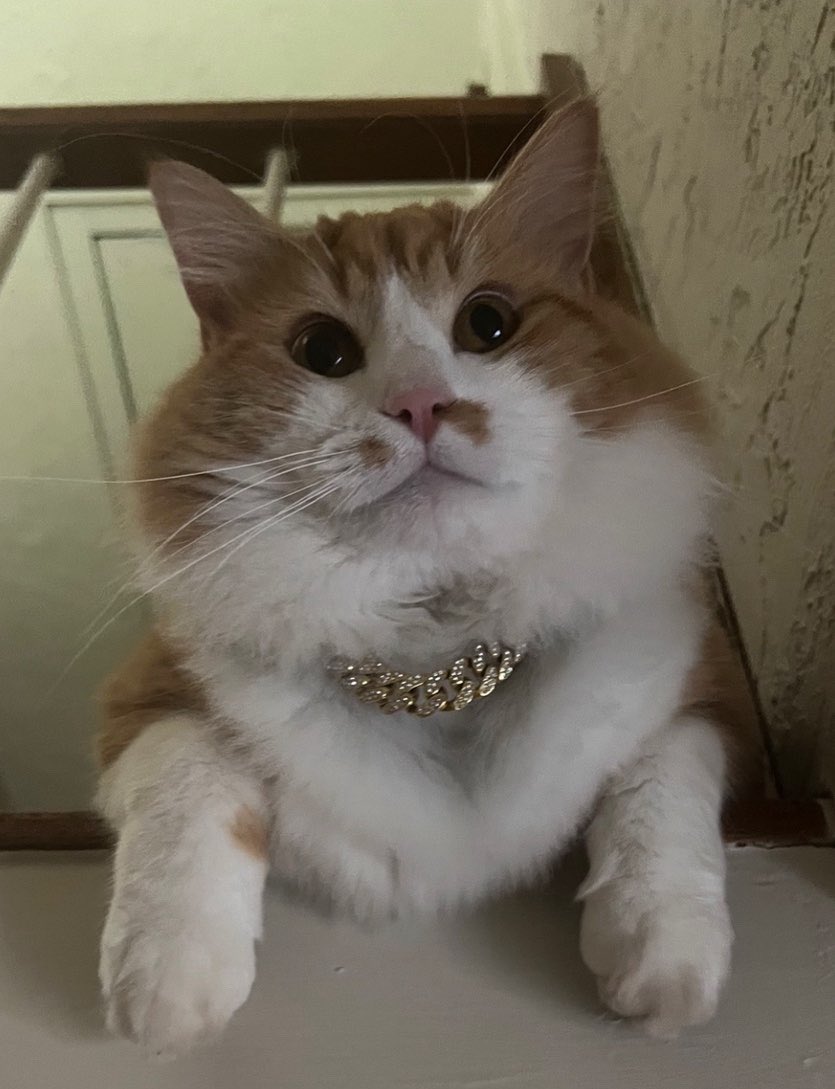 Ham Randal tweet media